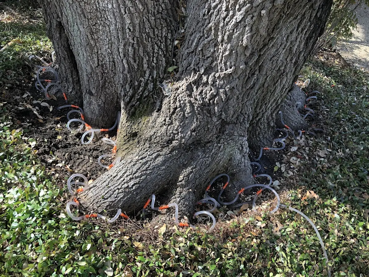Detailed Tree Cabling and Bracing job site in Gardner
