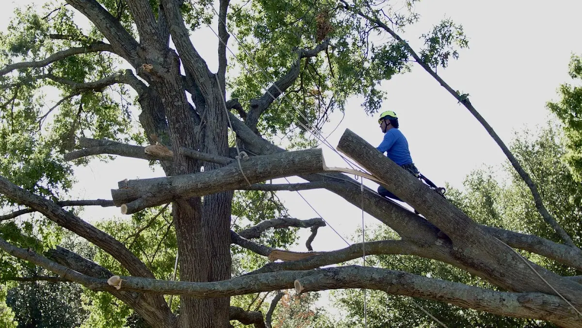 Professional Hazardous Tree Removal performed by certified arborists in Gardner